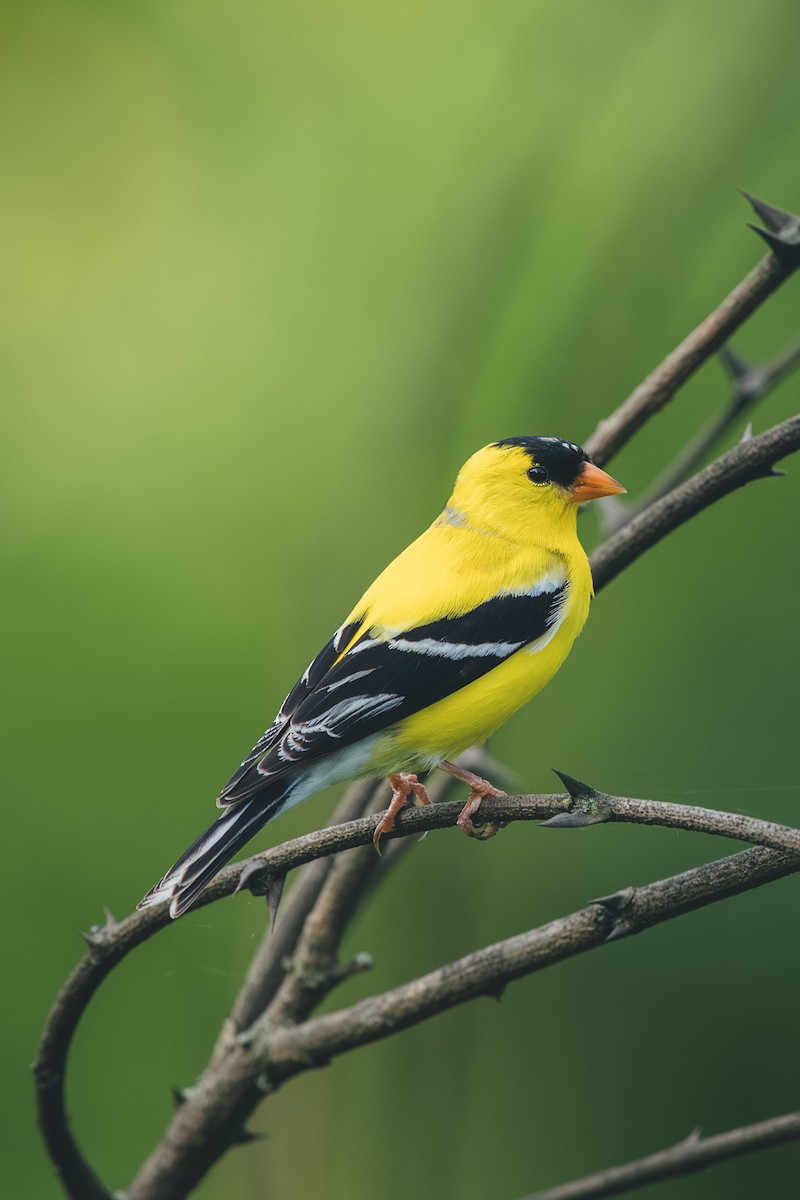 American Goldfinch - ML644709598