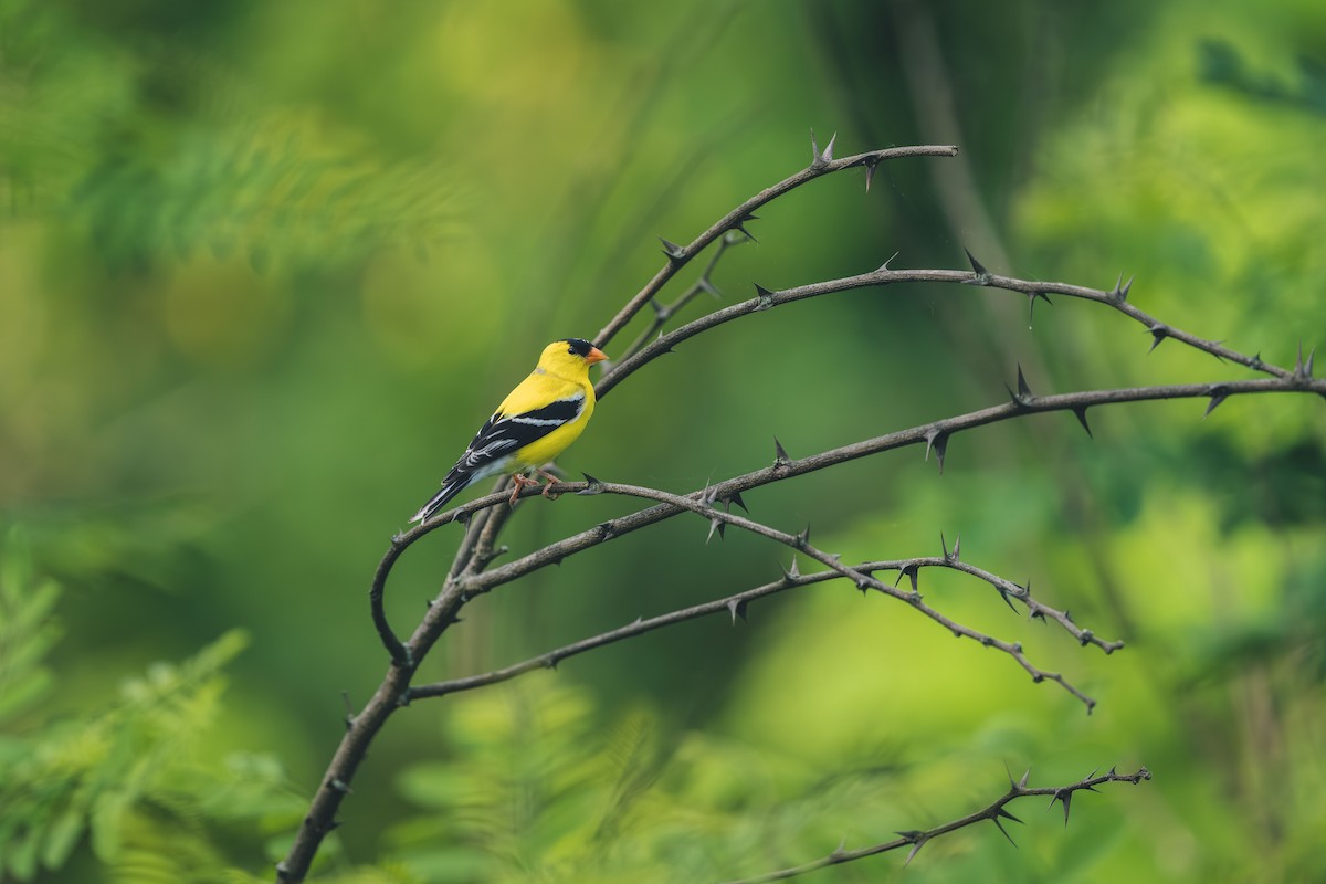 American Goldfinch - ML644709599