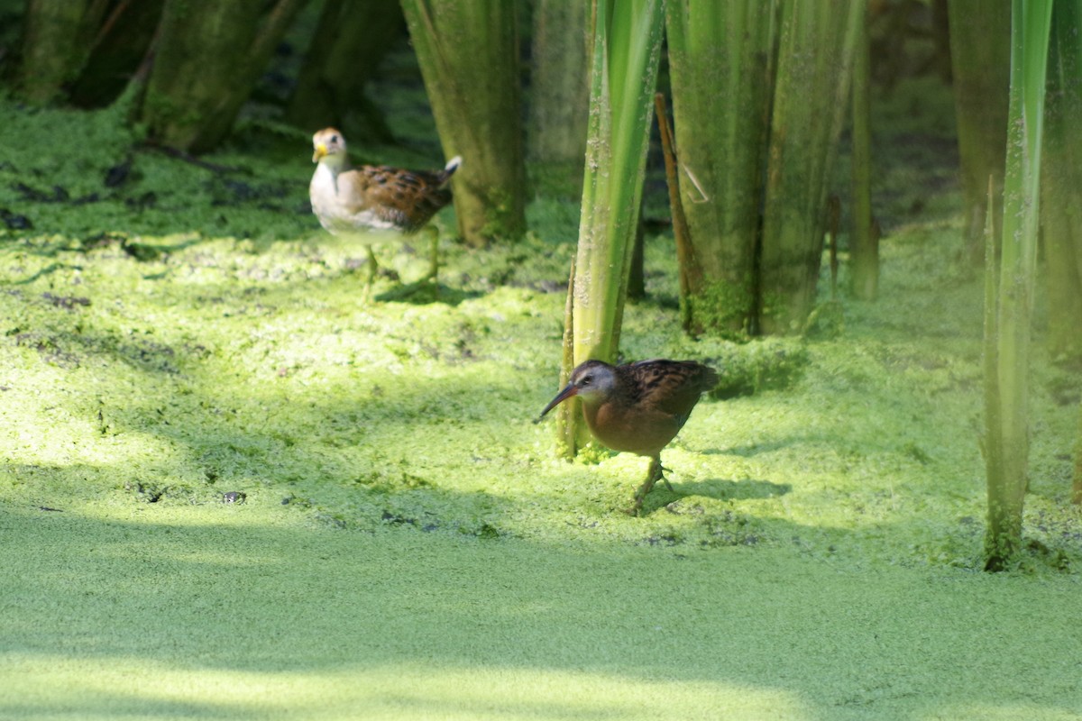 Virginia Rail - ML644709608