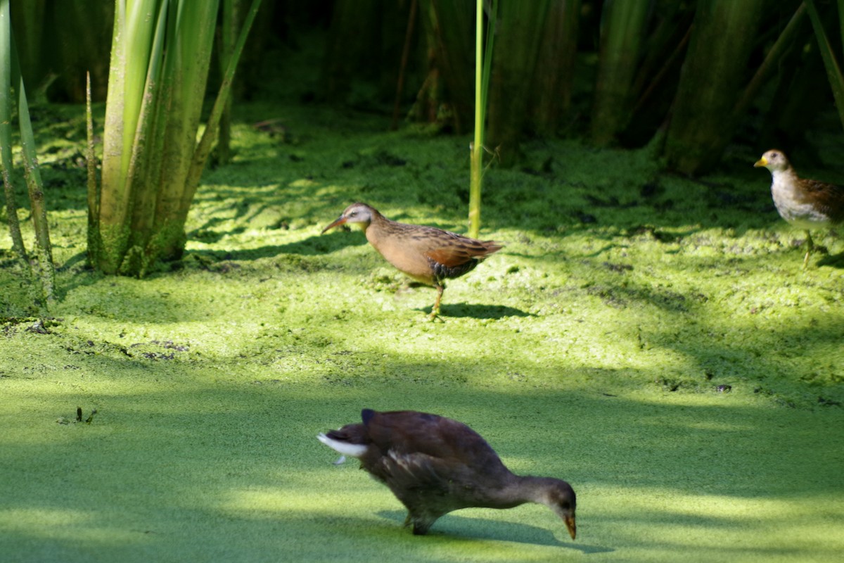 Virginia Rail - ML644709609