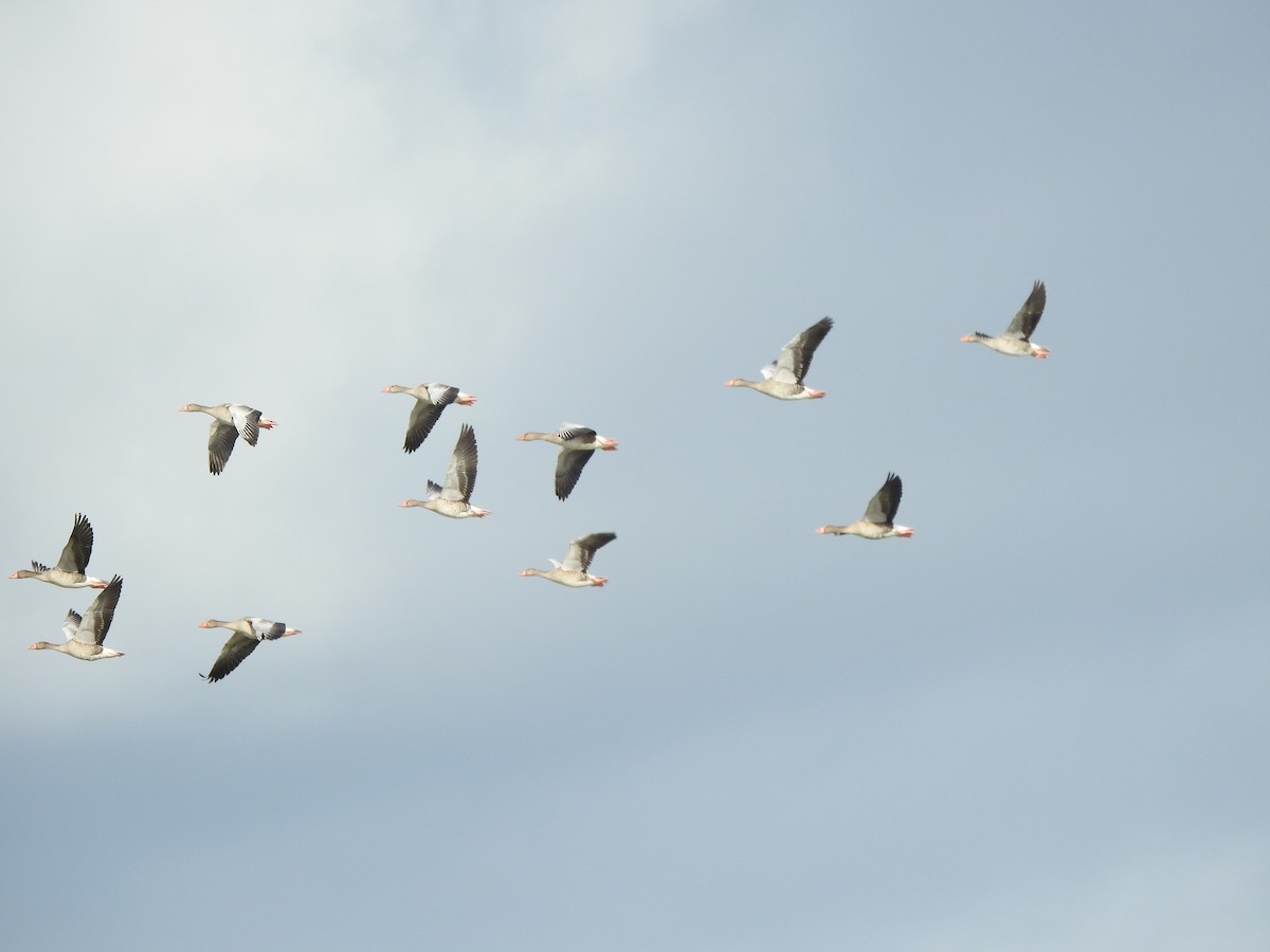 husa velká - ML644709611