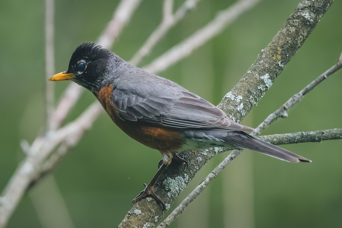 American Robin - ML644709613
