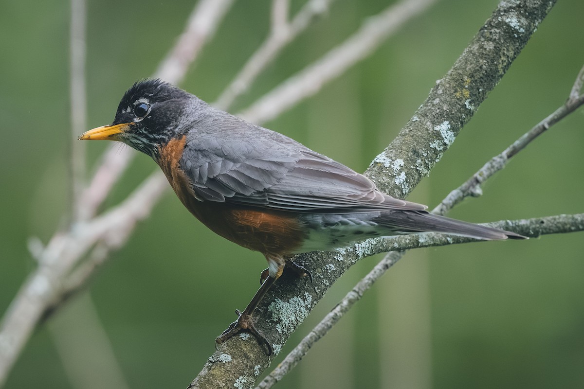 American Robin - ML644709614