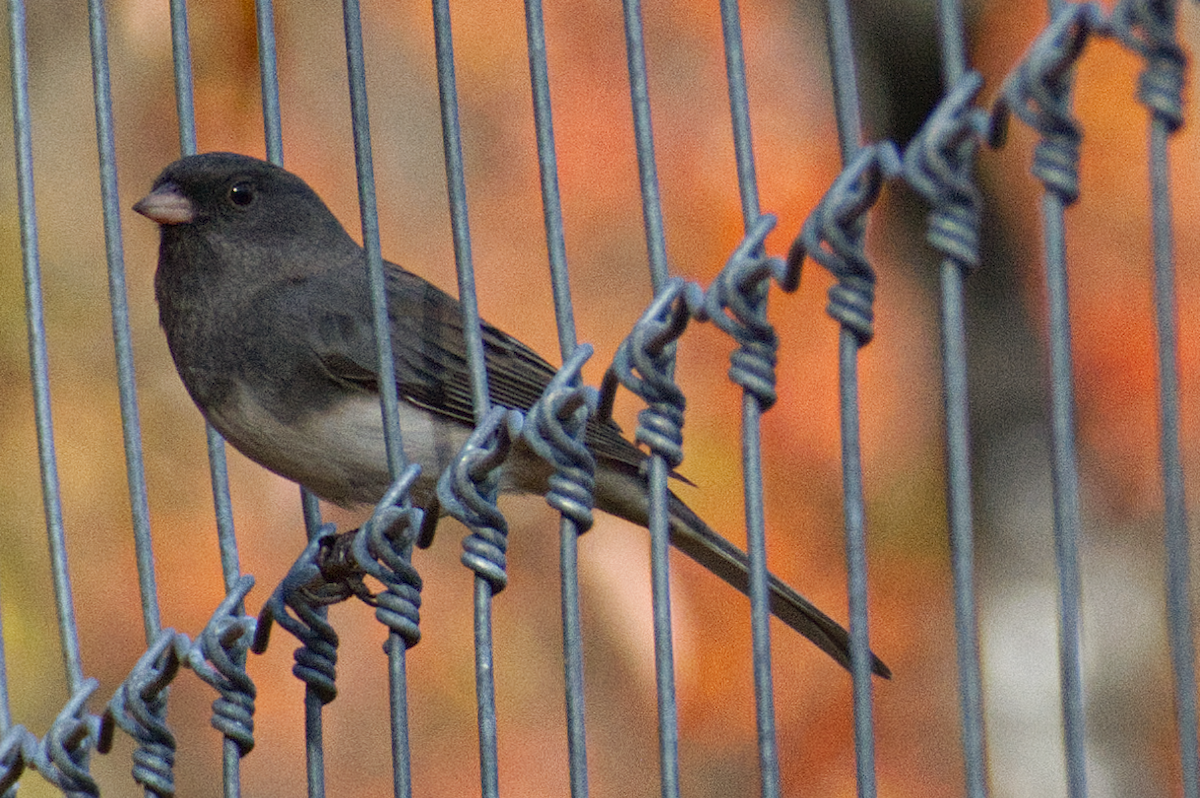 Dark-eyed Junco - ML644709622