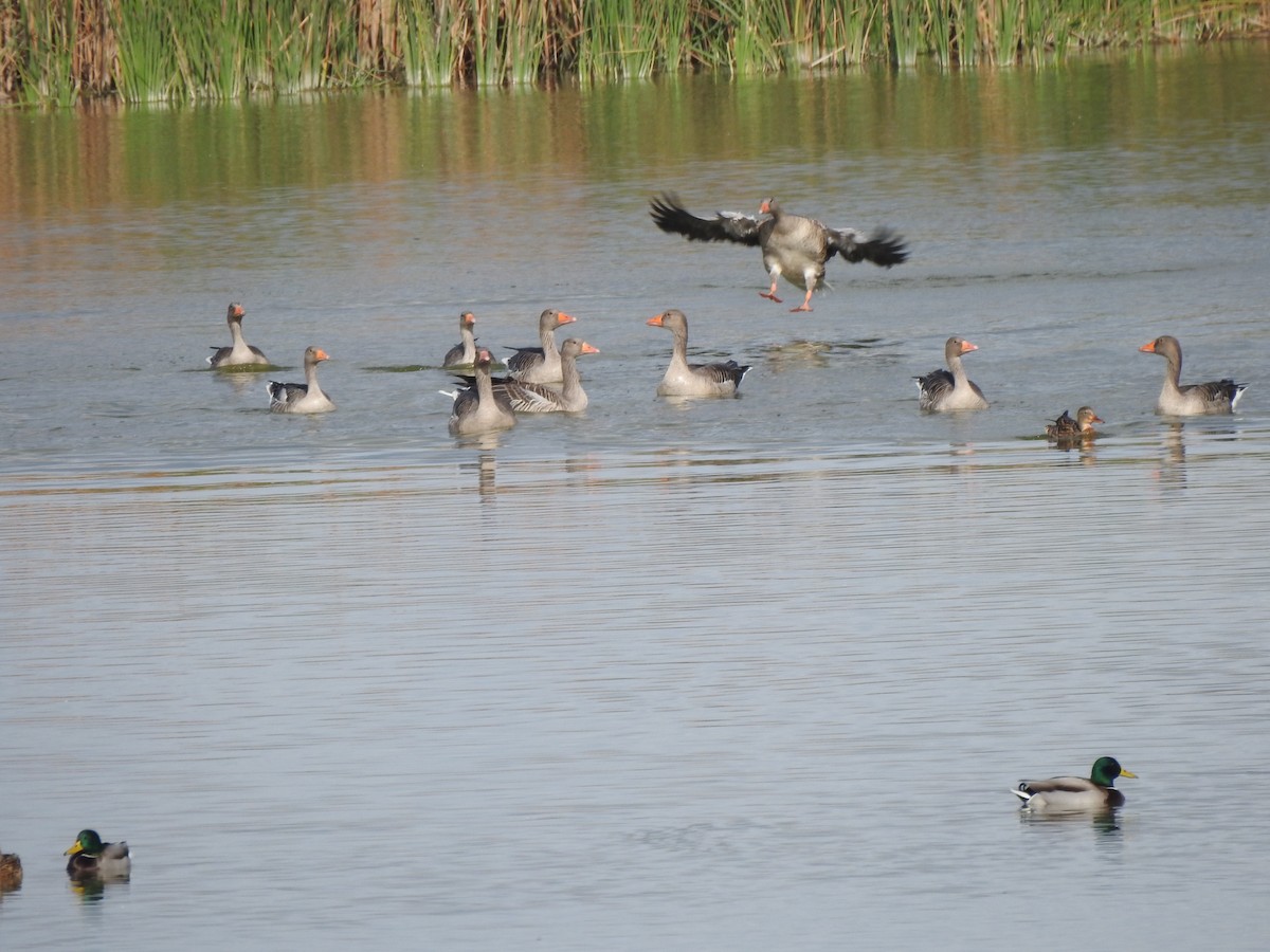 husa velká - ML644709624