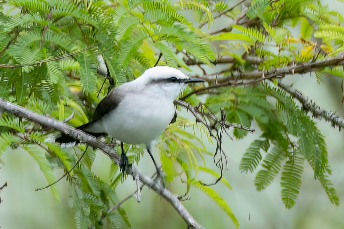 Masked Water-Tyrant - ML644709633