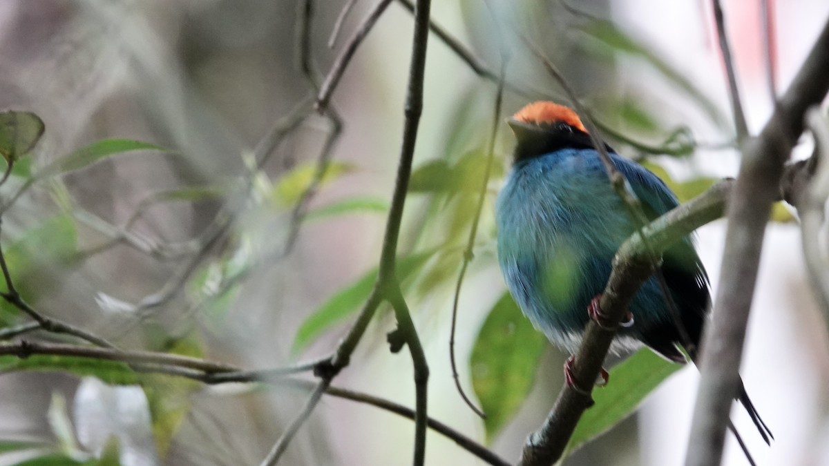 Manakin à longue queue - ML644709639