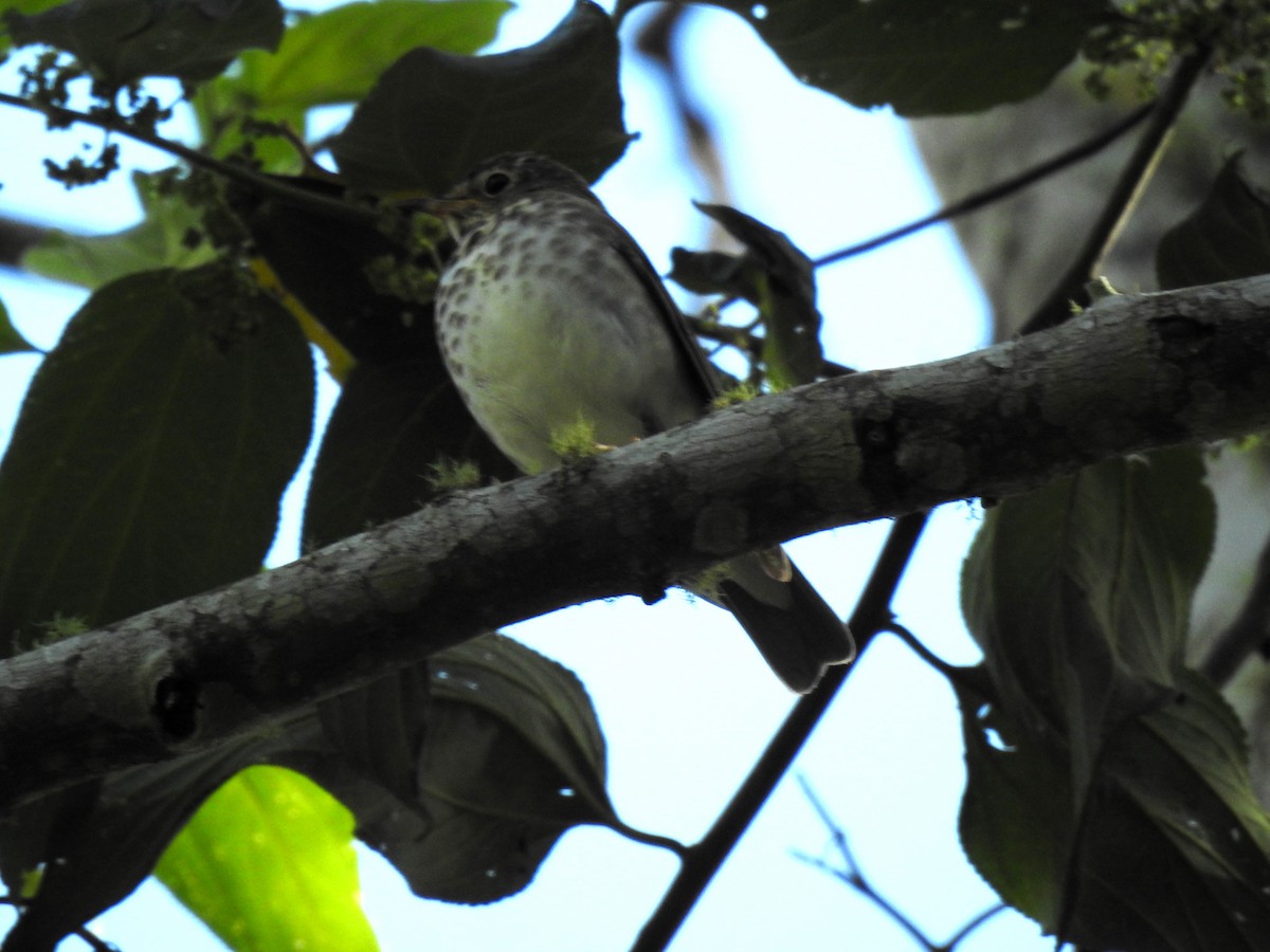 Grive à dos olive - ML644709643