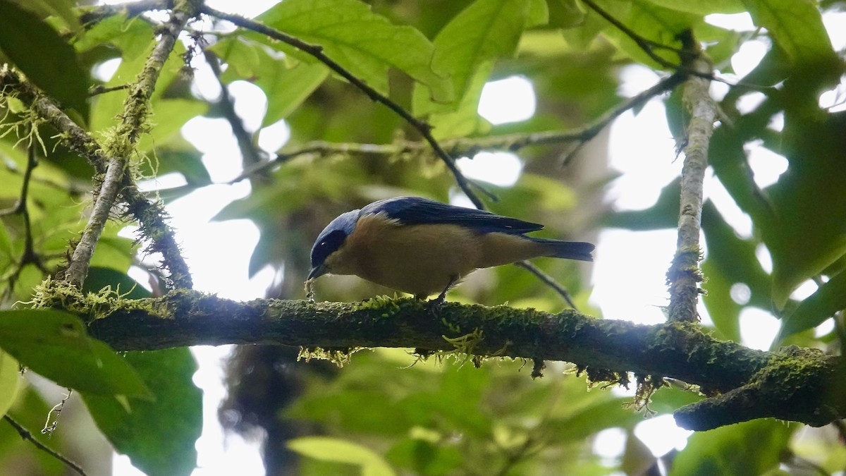 Tangara à dos noir - ML644709644