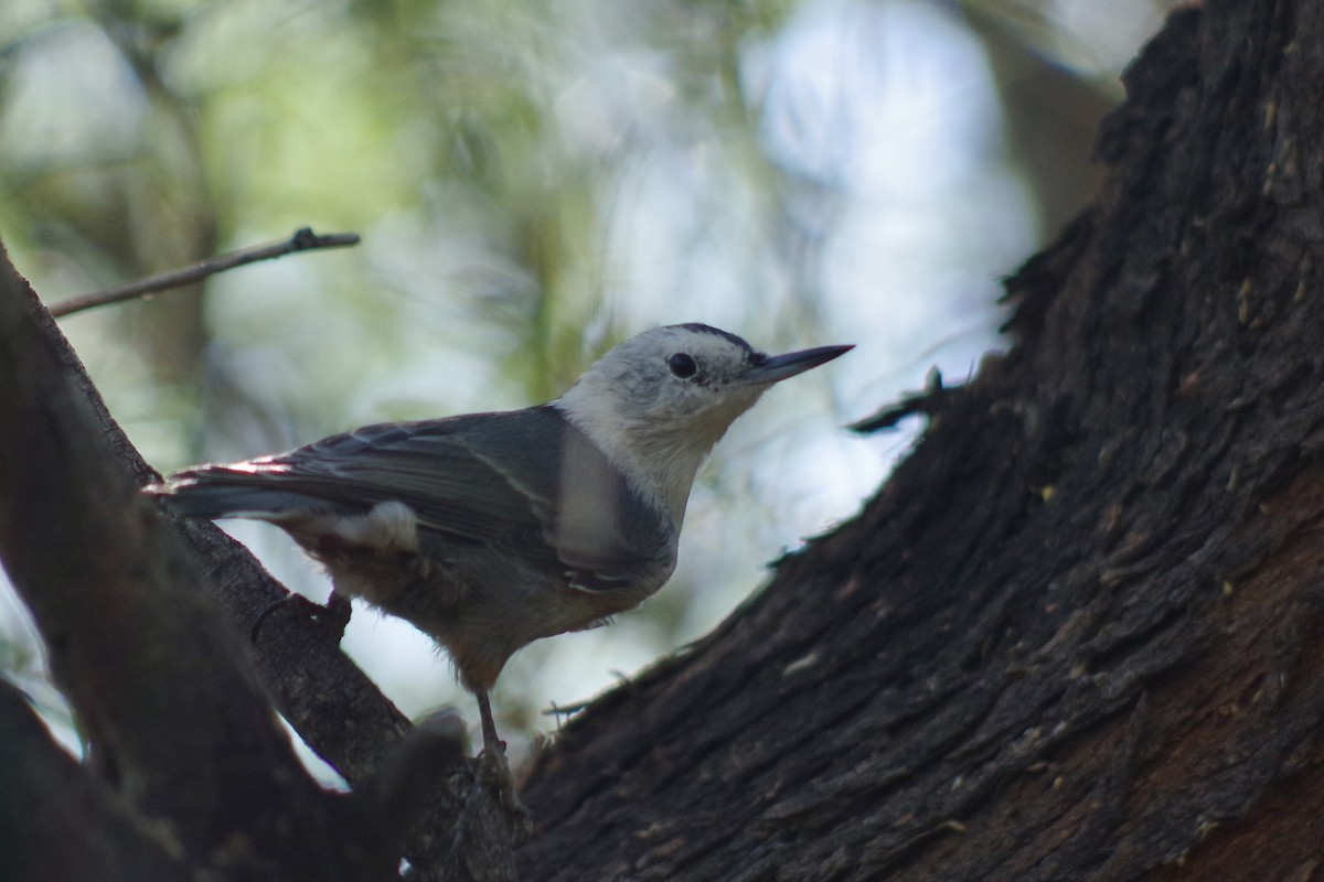 ムナジロゴジュウカラ（lagunae グループ） - ML644709645