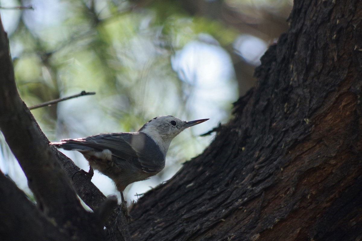 Sittelle à poitrine blanche (groupe lagunae) - ML644709646