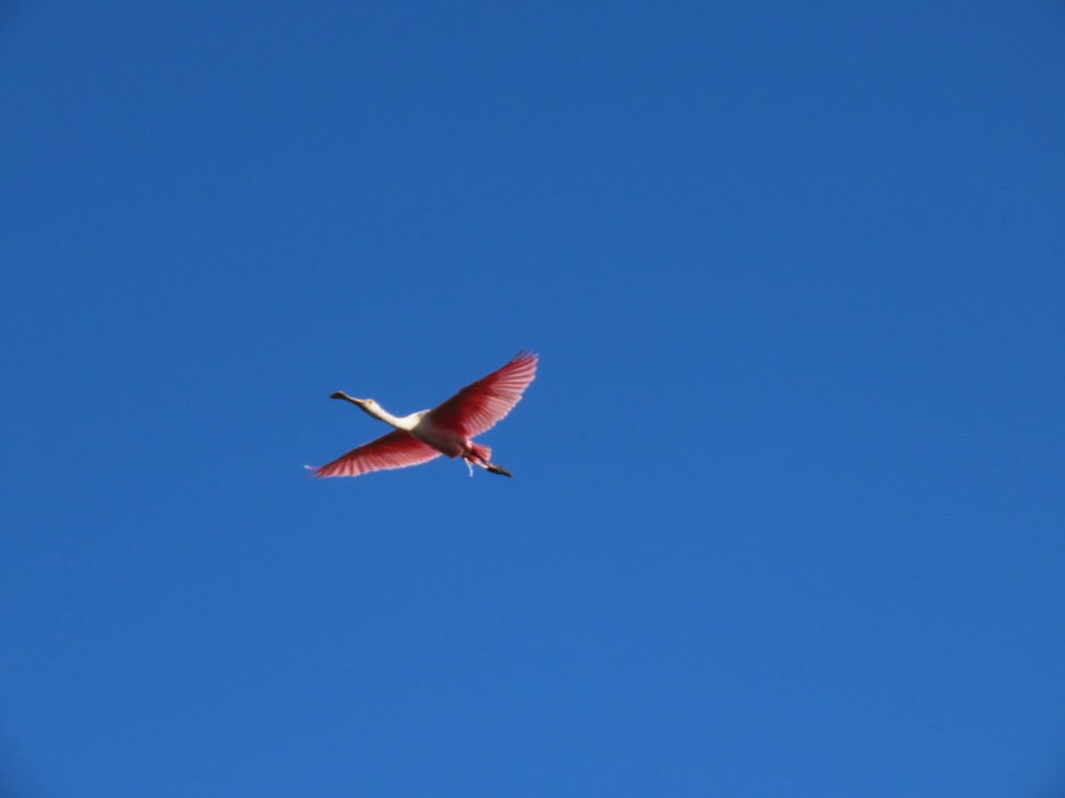 Spatule rosée - ML644709647