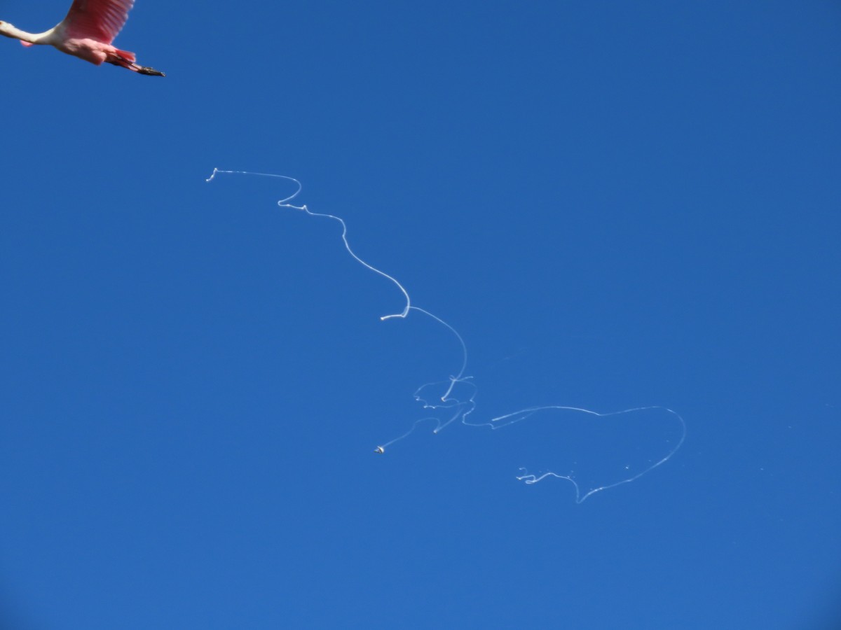 Spatule rosée - ML644709649