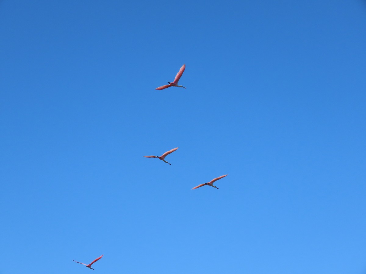 Spatule rosée - ML644709650