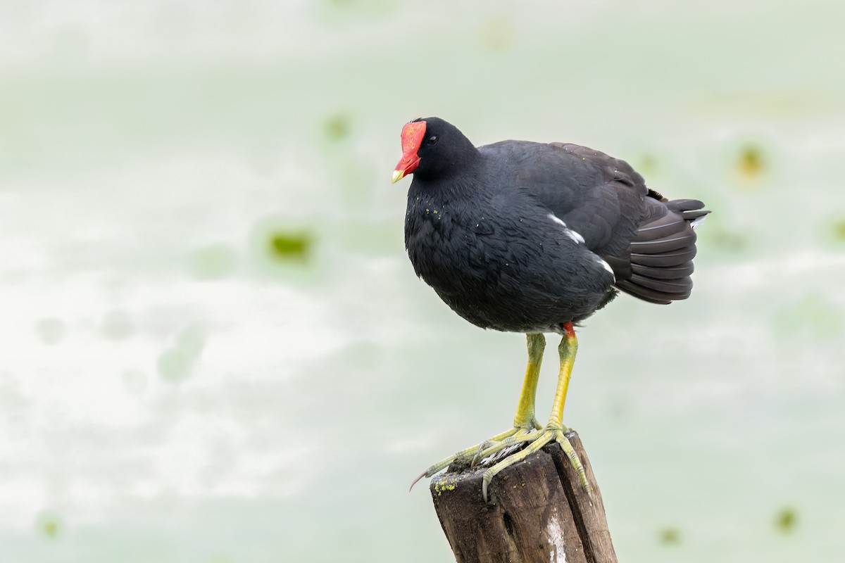 Gallinule d'Amérique (groupe galeata) - ML644709651