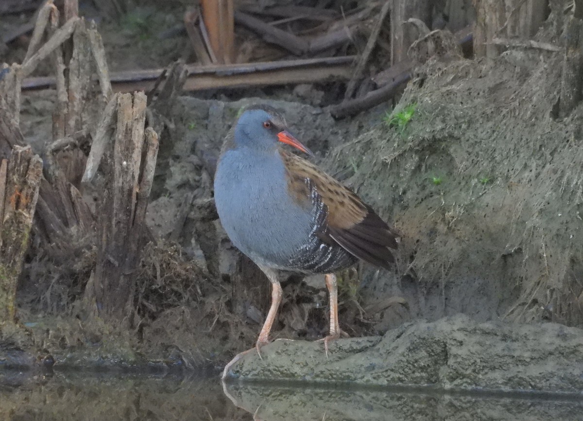 Râle d'eau - ML644709652