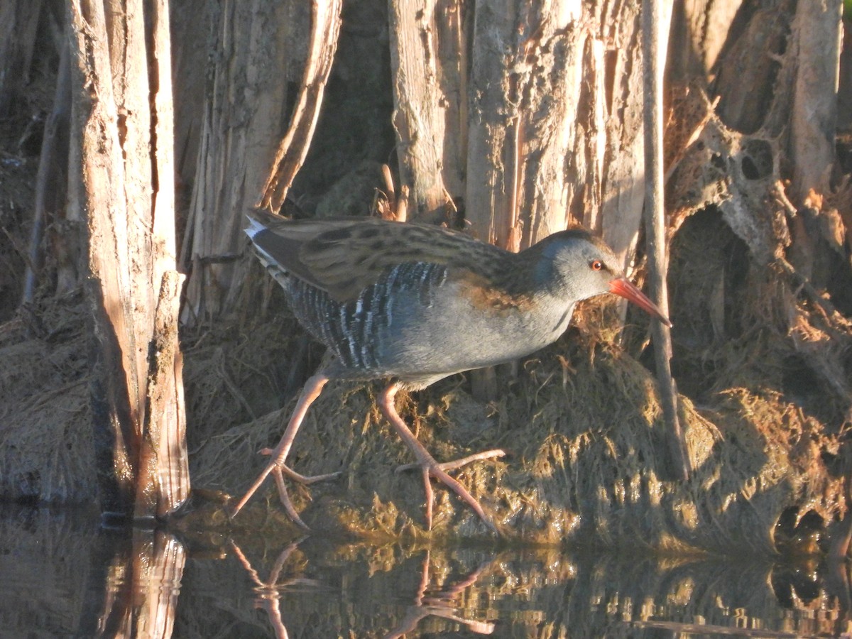 Râle d'eau - ML644709653