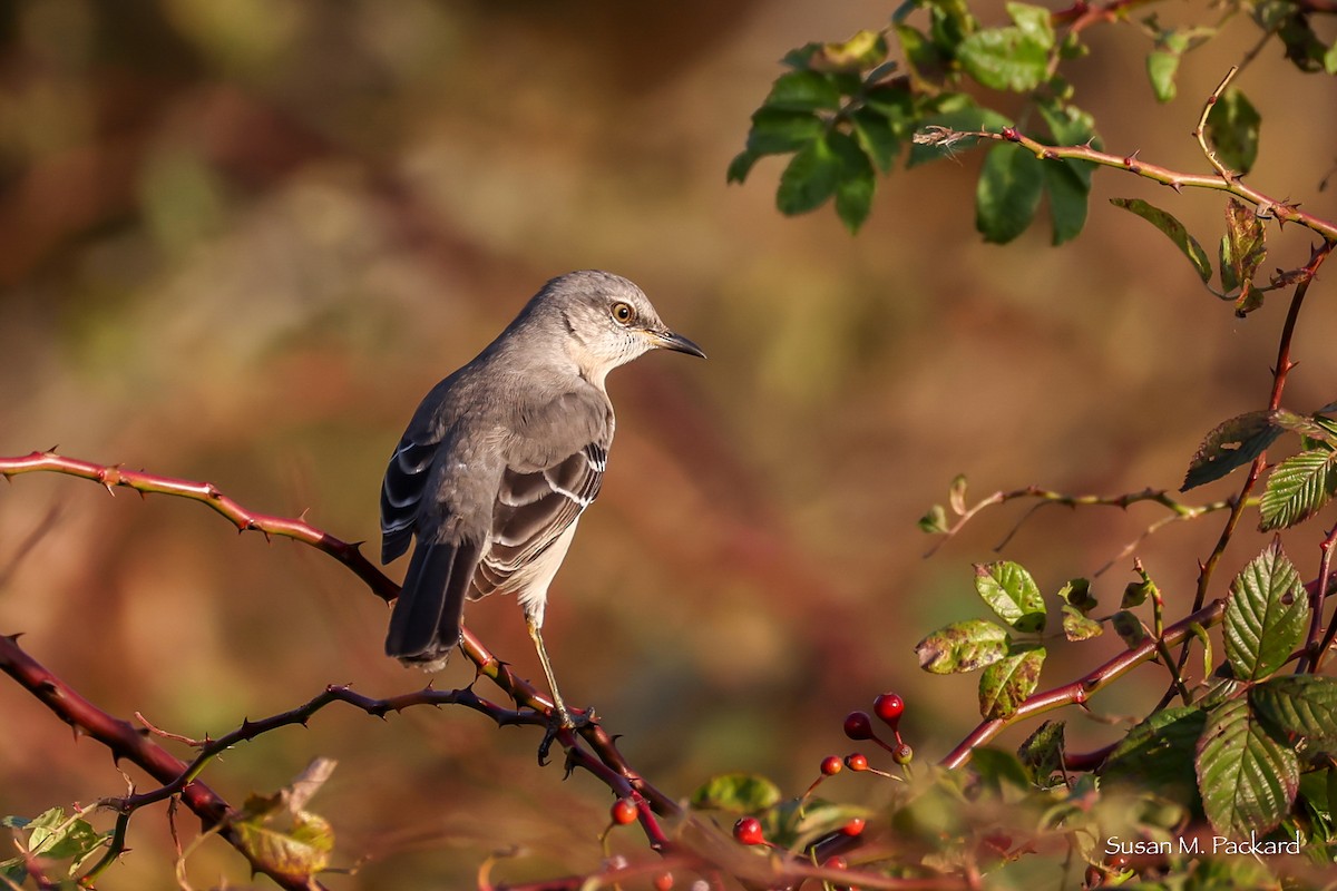 Moqueur polyglotte - ML644709654