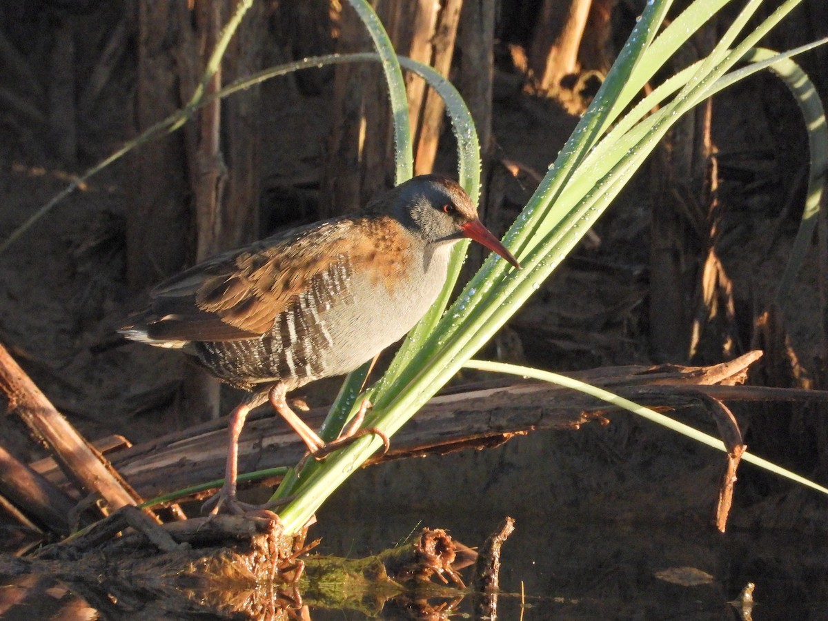 Râle d'eau - ML644709655
