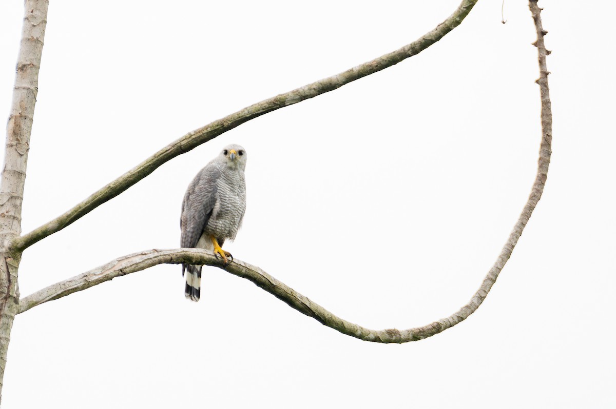 Buse cendrée - ML644709656