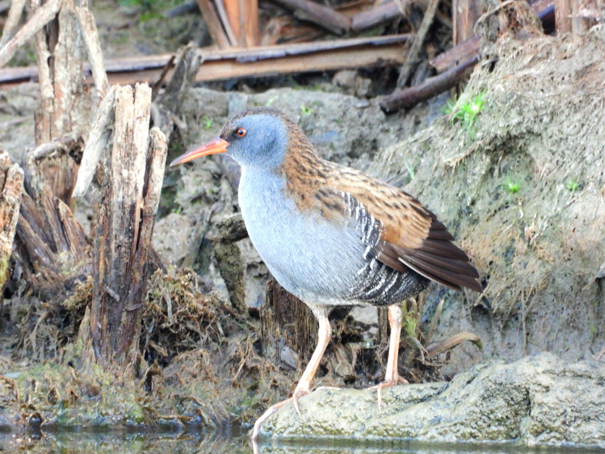 Râle d'eau - ML644709657