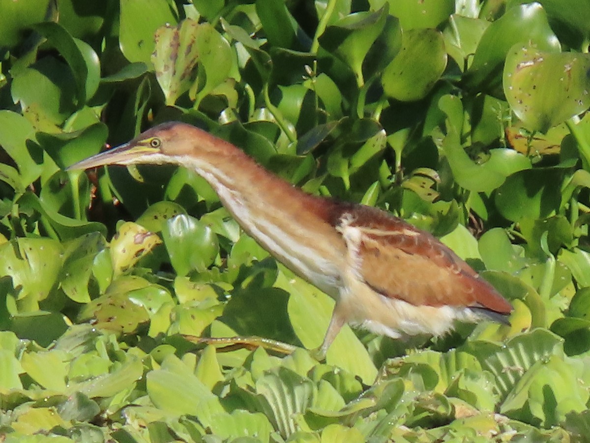 Petit Blongios - ML644709658