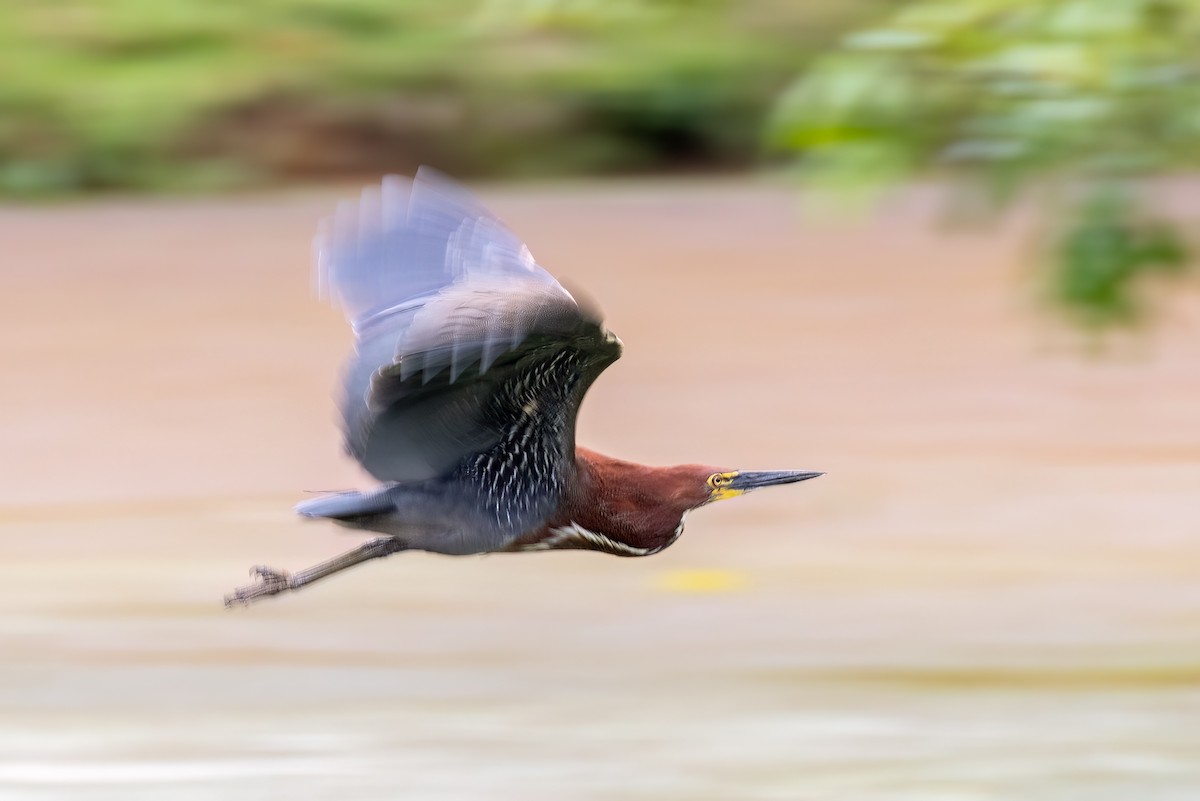 Onoré rayé - ML644709661