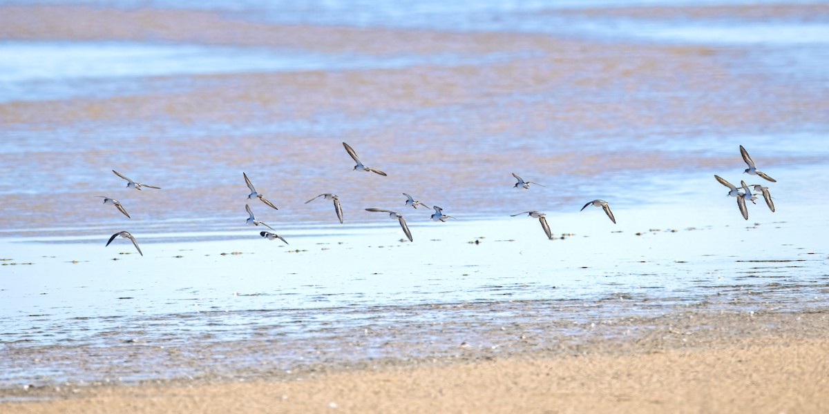 Bécasseau minuscule - ML644709665