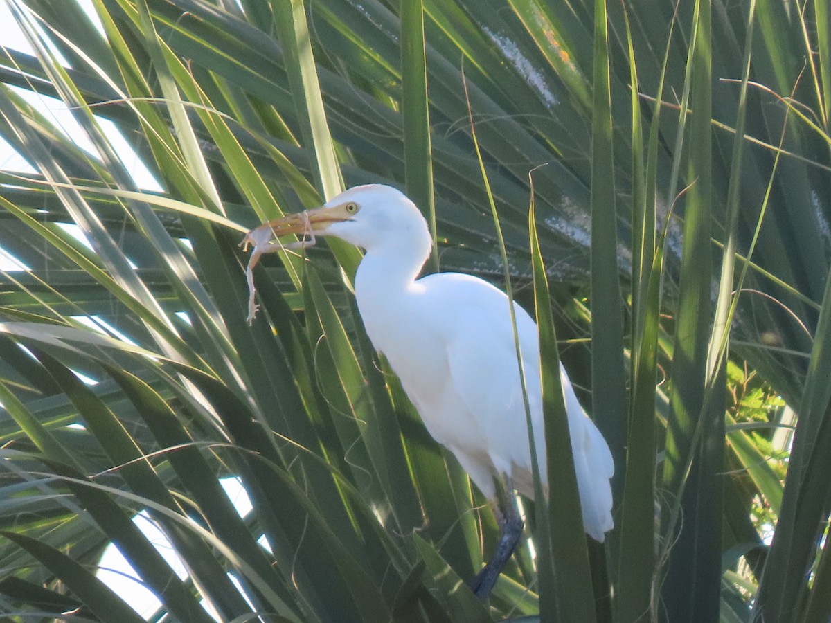 Héron garde-boeufs - ML644709666