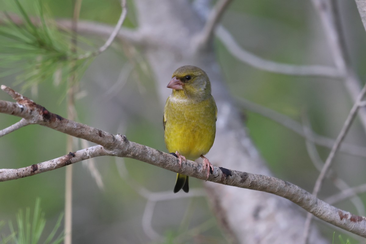 Verdier d'Europe - ML644709667