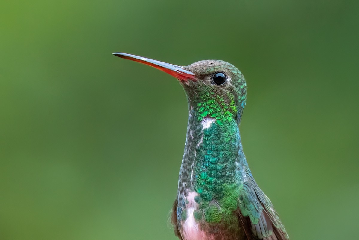 Ariane de Linné - ML644709668