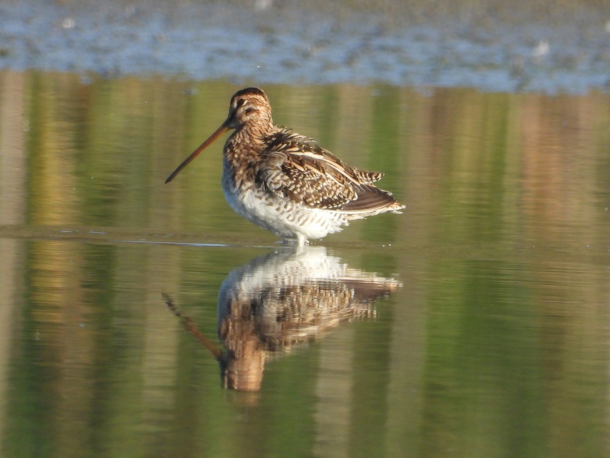 Bécassine des marais - ML644709669