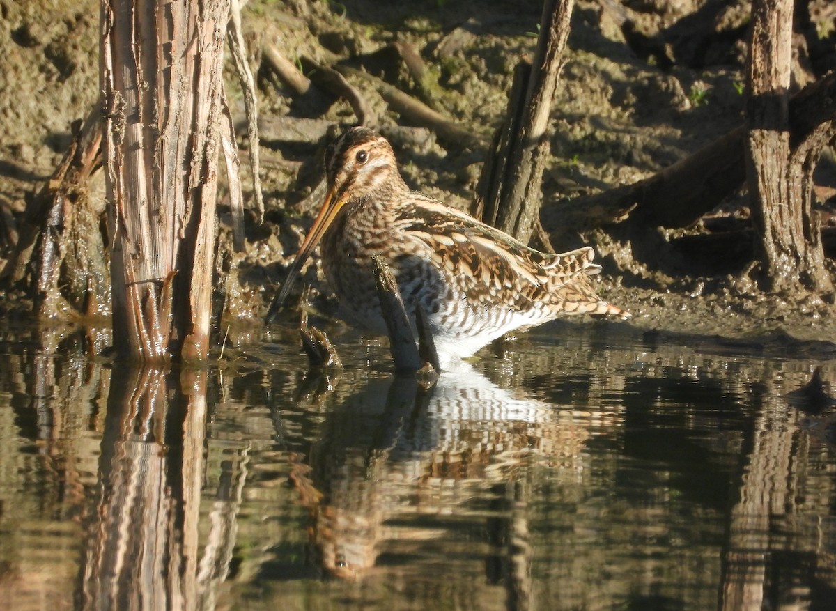Bécassine des marais - ML644709670