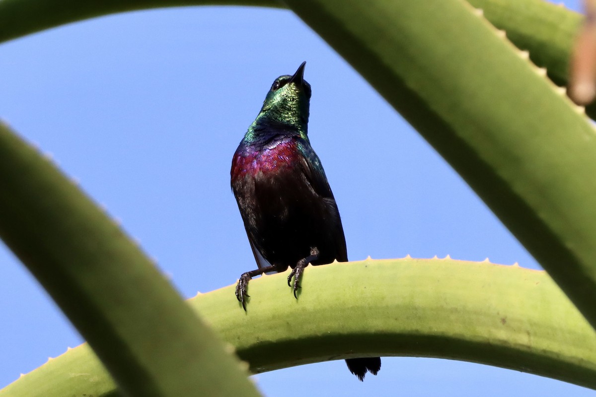 Souimanga bifascié - ML644709671