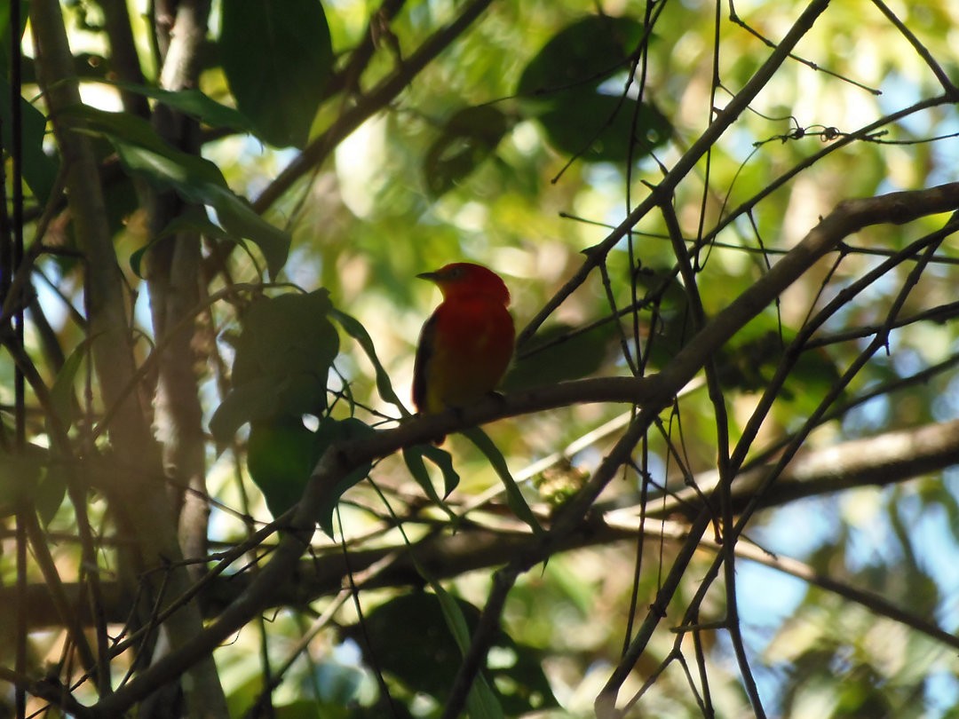 Manakin à queue barrée - ML644709672