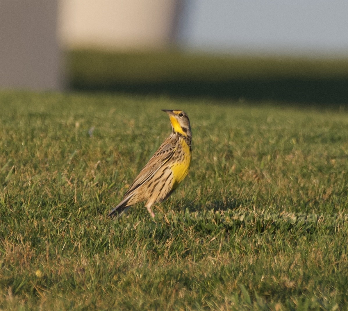 Sturnelle des prés - ML644709674