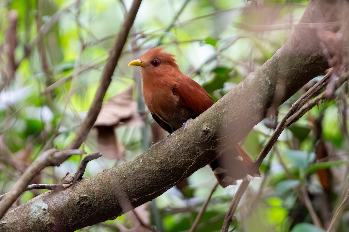 Petit Piaye - ML644709675