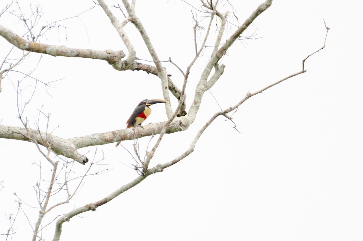 Araçari à oreillons roux - ML644709682