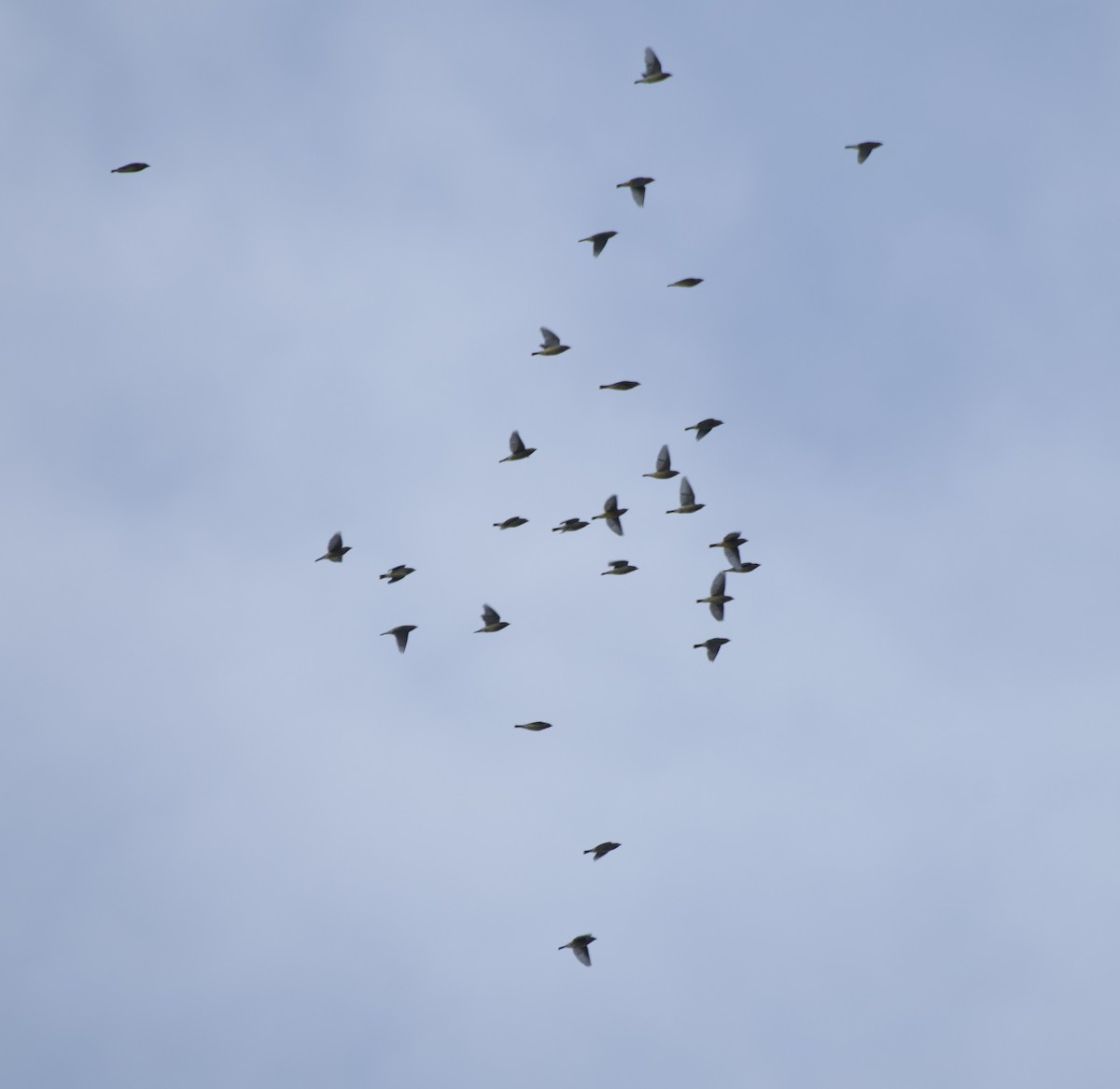 Sedir İpekkuyruğu - ML644709684