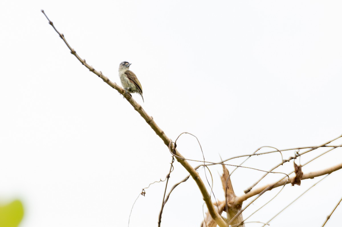 Fine-barred Piculet - ML644709690
