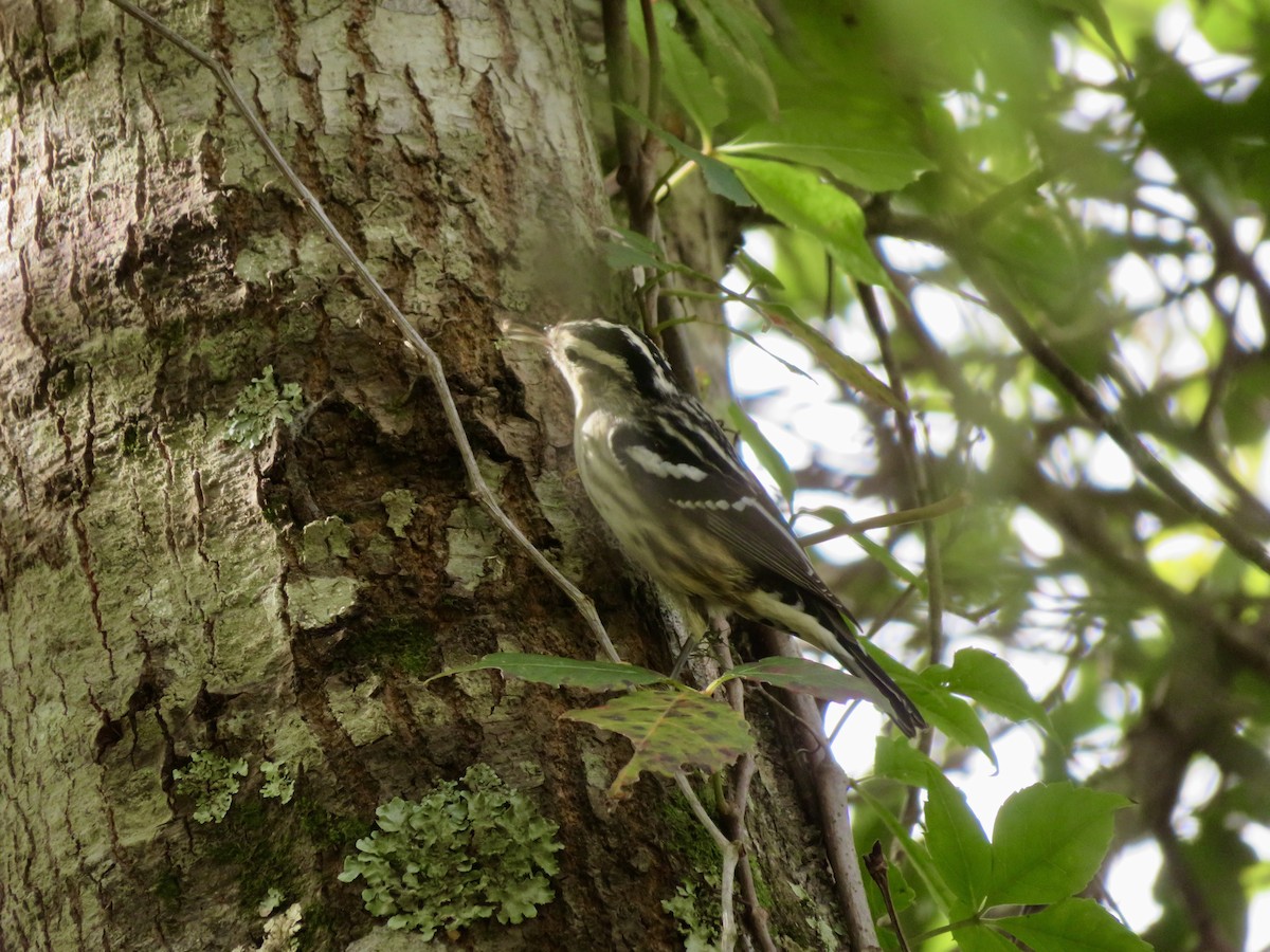 Kletterwaldsänger - ML644709694