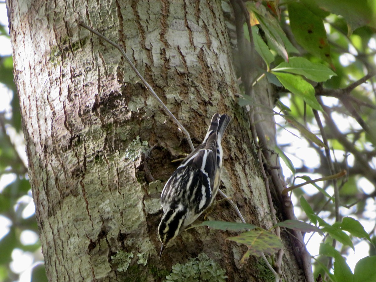 Kletterwaldsänger - ML644709695