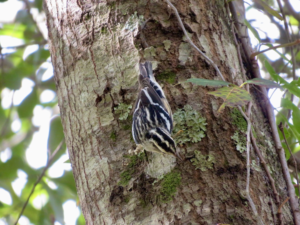 Kletterwaldsänger - ML644709696