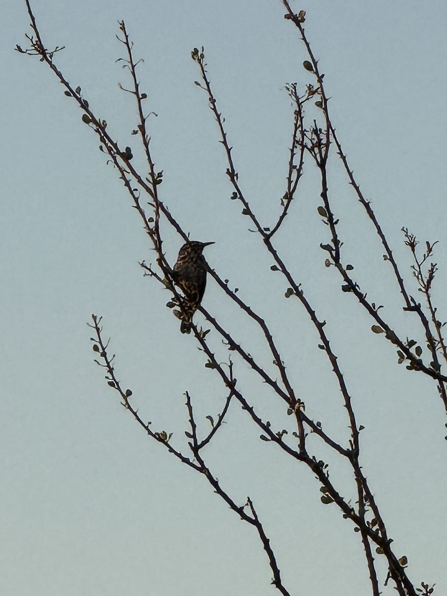 Cactus Wren - ML644709701