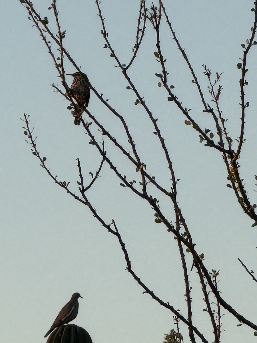 Cactus Wren - ML644709702