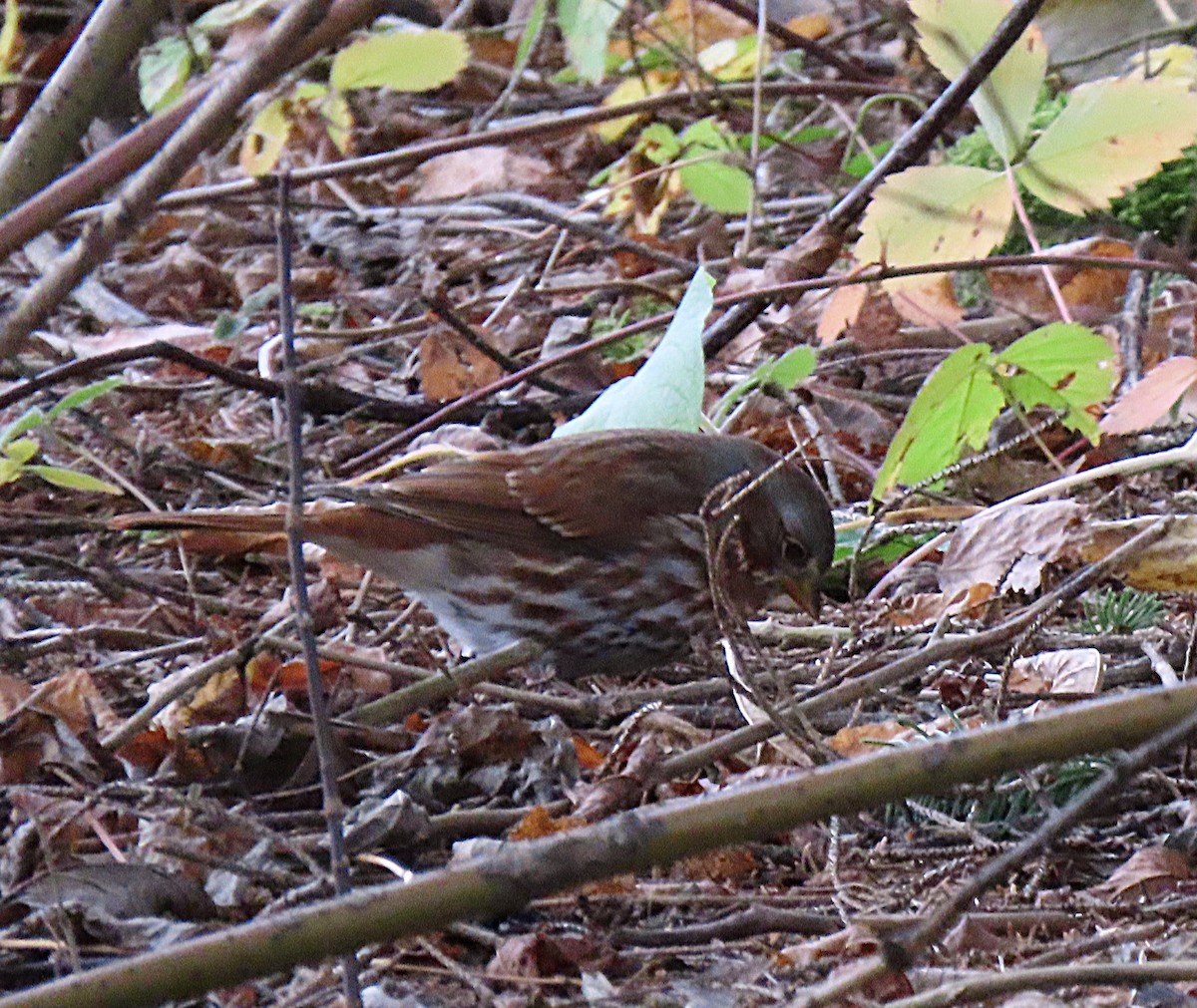 Fox Sparrow - ML644709704