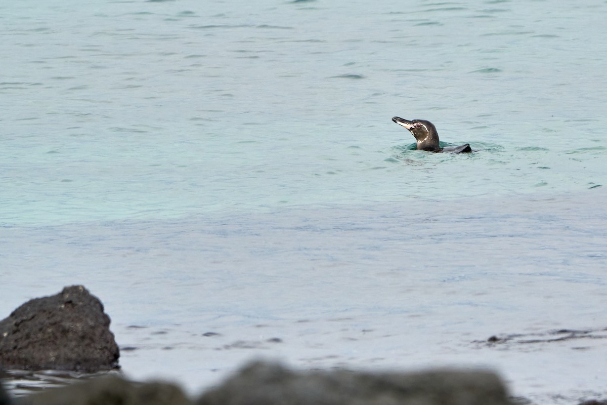 Galapagos Penguin - ML644709706