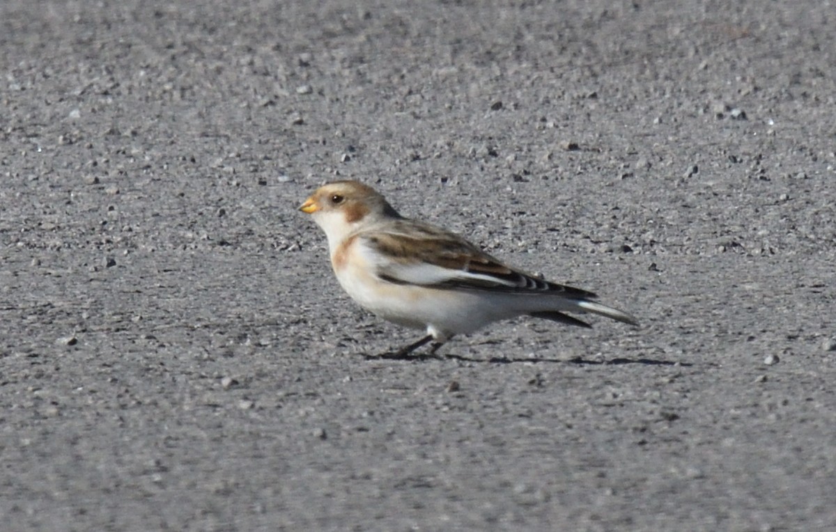 ユキホオジロ - ML644709712