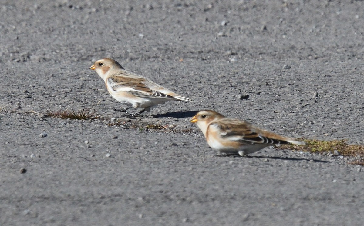 ユキホオジロ - ML644709713