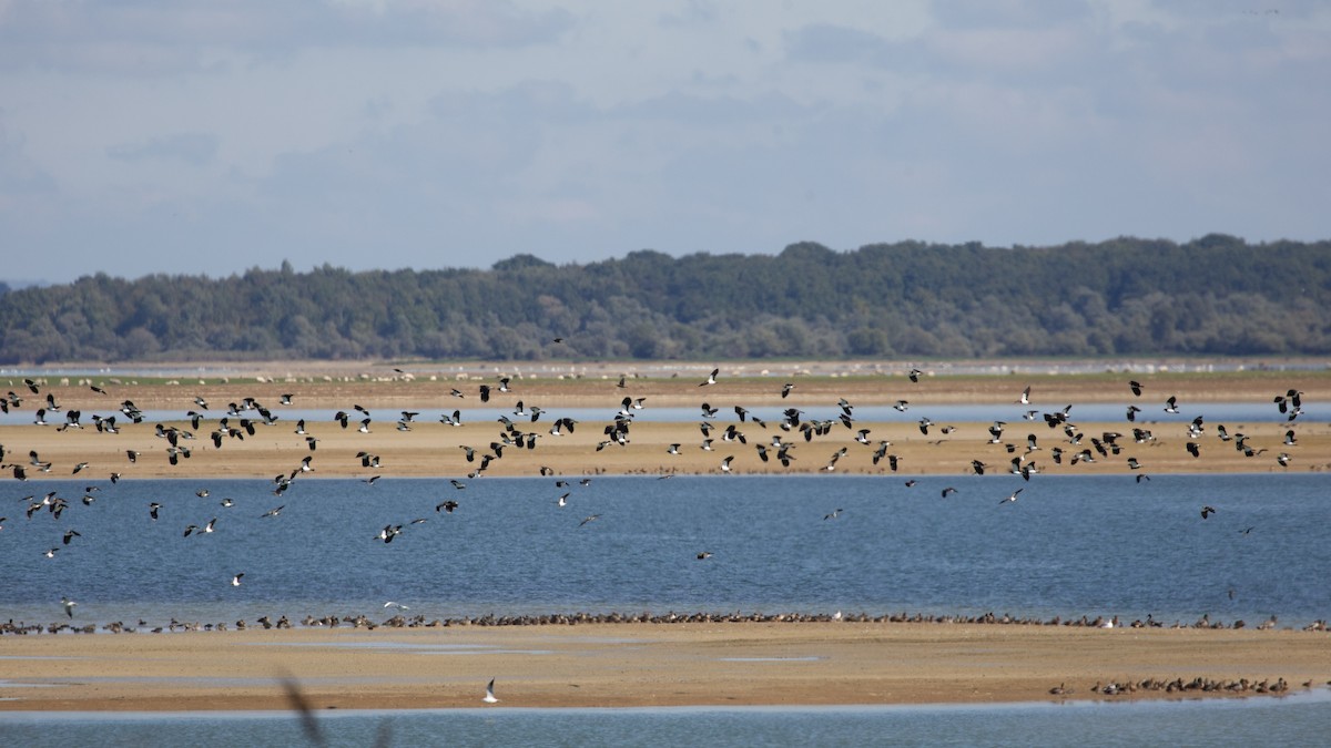 タゲリ - ML644709719